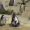 Play Dancing Penguin